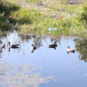 Meet your Posher, Donna